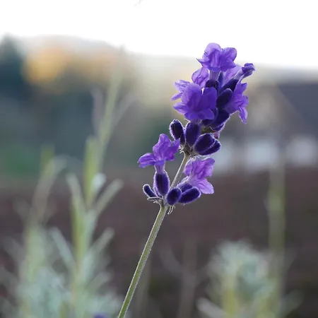 Appartamento Haus Der Malerin Andrea Gawaz *